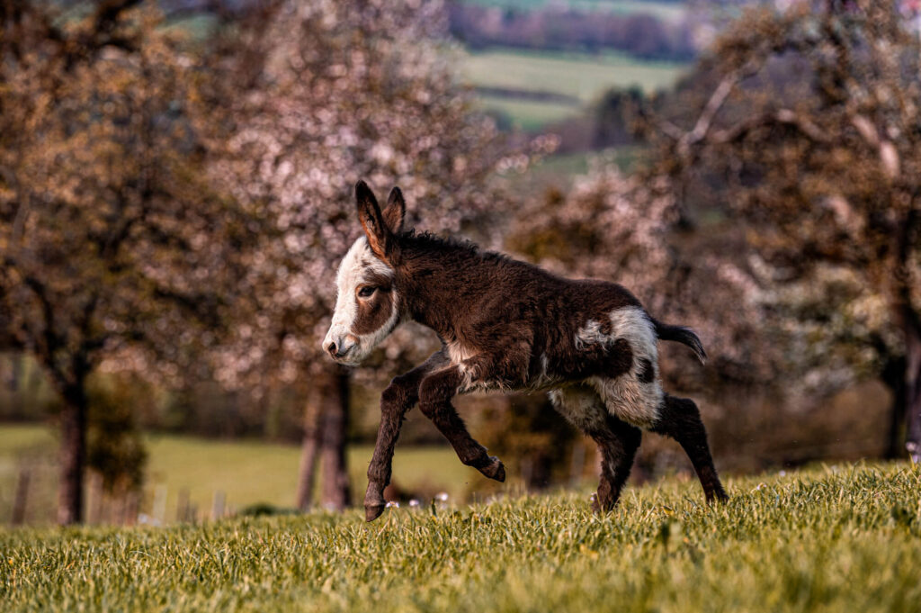 Eselfotoshooting_Felicitas_Frädrich_Fotografie