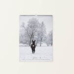 Wandkalender Esel 2026 - Januar