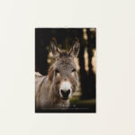 Wandkalender Esel 2026 - Februar