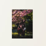 Wandkalender Esel 2026 - März