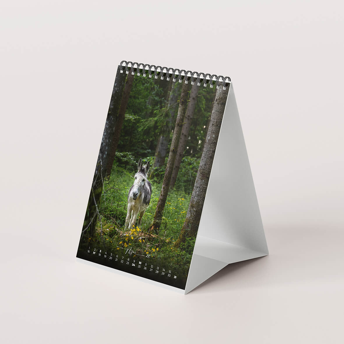 Esel 2026 - Der Tischkalender für alle Eselfans - Mai