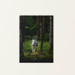 Wandkalender Esel 2026 - Mai