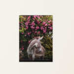 Wandkalender Esel 2026 -Juni