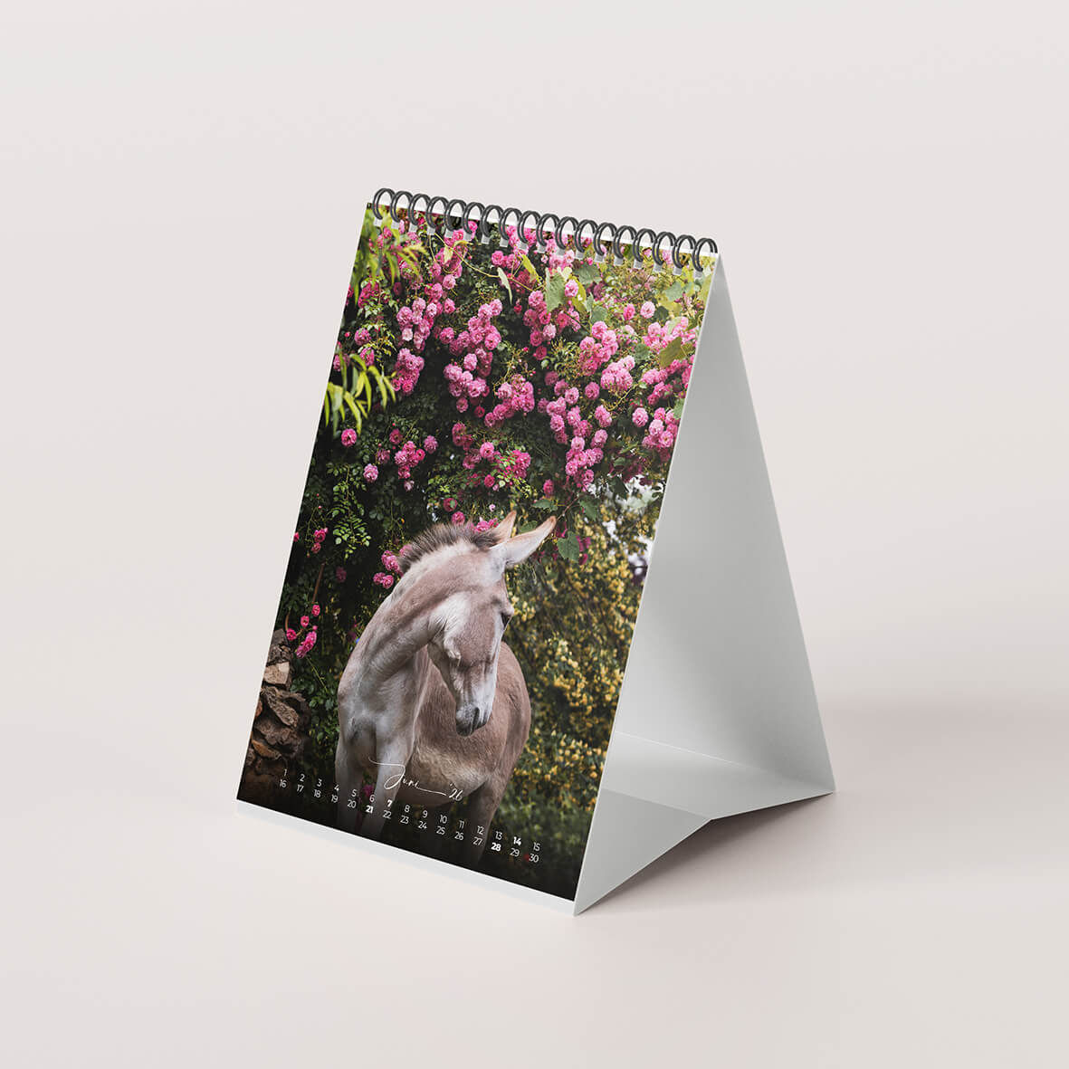 Esel 2026 - Der Tischkalender für alle Eselfans - Juni