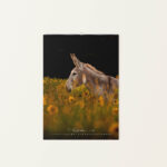 Wandkalender Esel 2026 - September