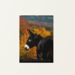 Wandkalender Esel 2026 - Oktober