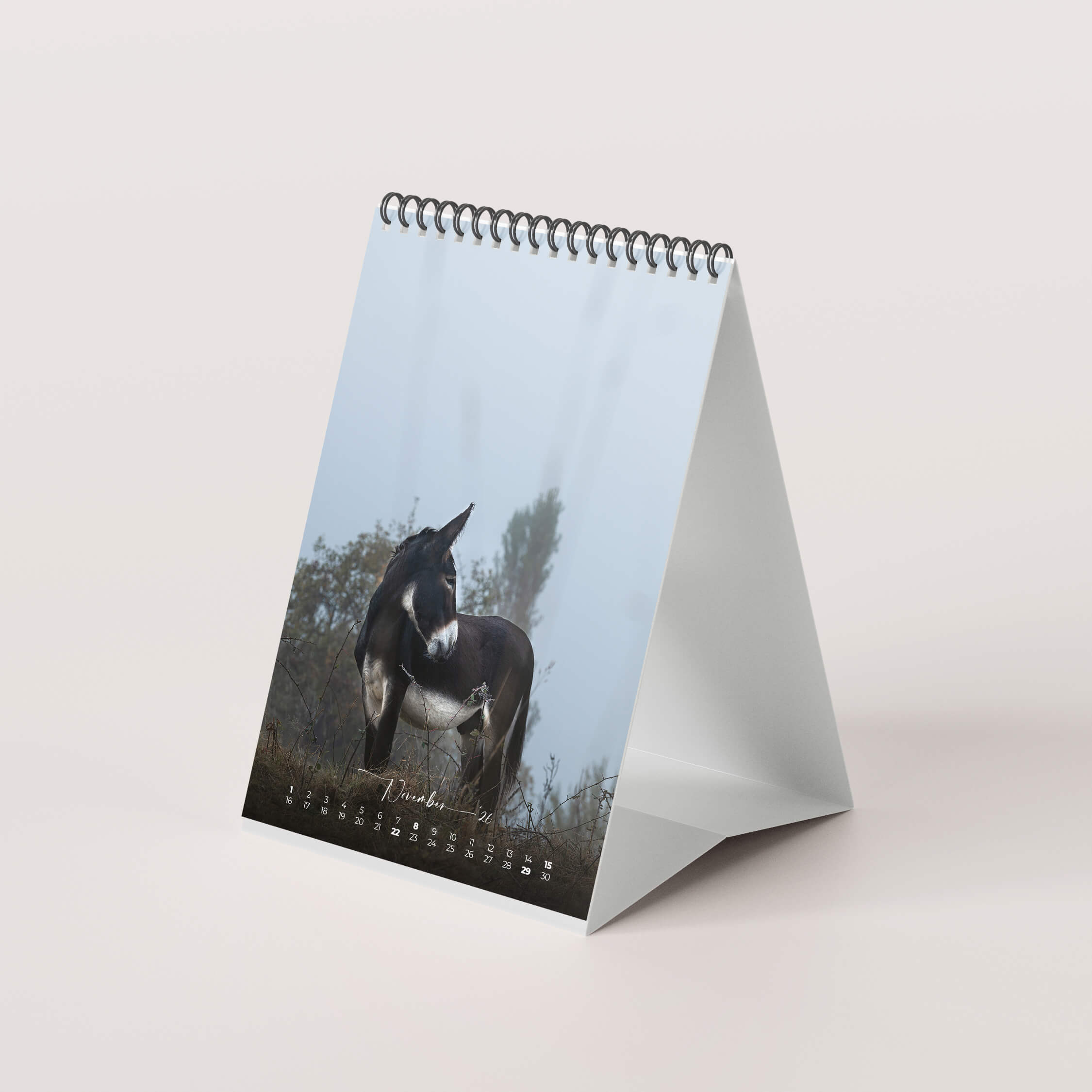 Esel 2026 - Der Tischkalender für alle Eselfans - November