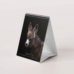 Esel 2026 - Der Tischkalender für alle Eselfans - Dezember