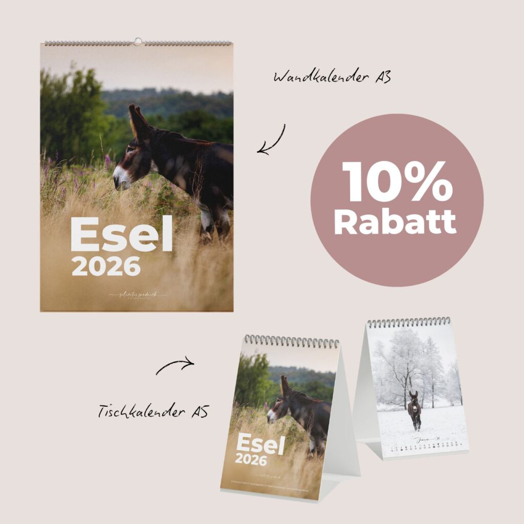 Kalender Esel 2026 - Rabattcode Esel 2026 - Kalender Rabattcode