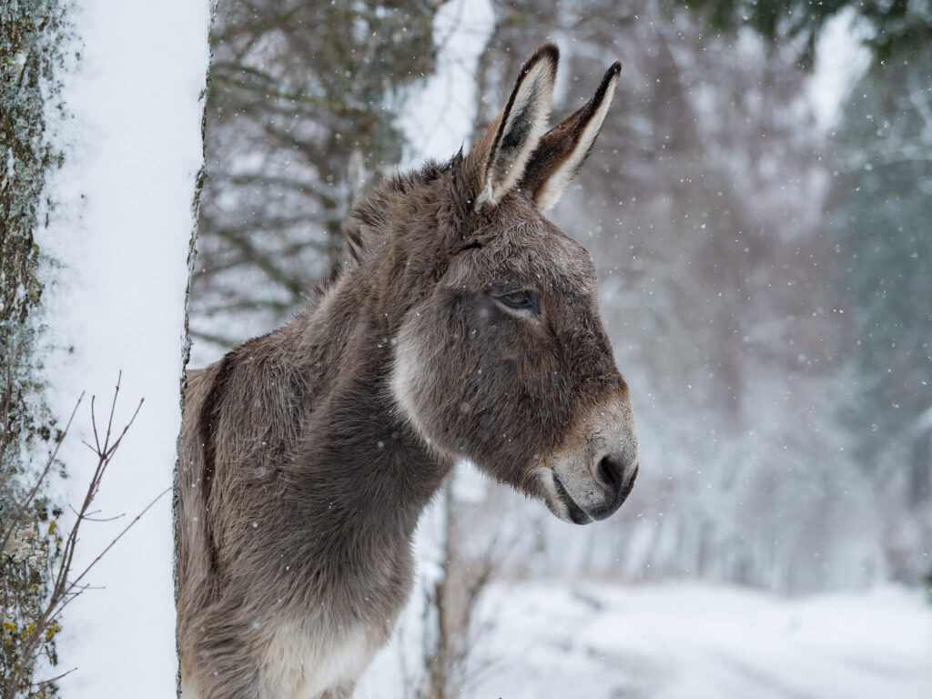 Esel im Winter, bei Schnee. Felicitas Frädrich Esel Fotografie