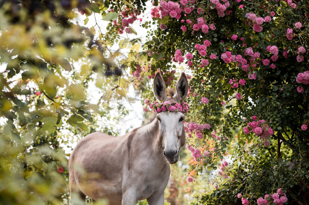 io-rosen-eselfotografie-3