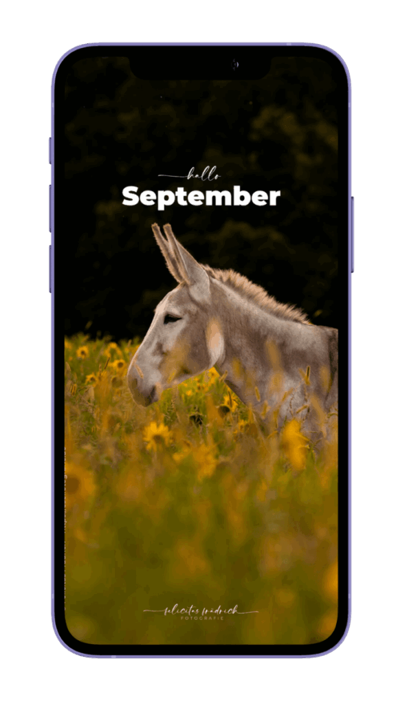 hallo-September-Esel-Wallpaper-mockup